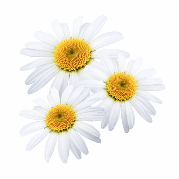 istock Chamomile flowers isolated on white background 1060920324