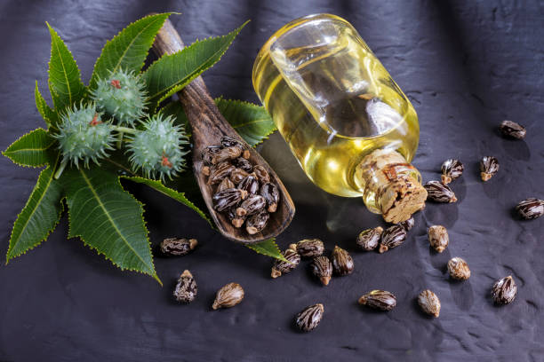 istock beans and castor oil on the black table 1060920636