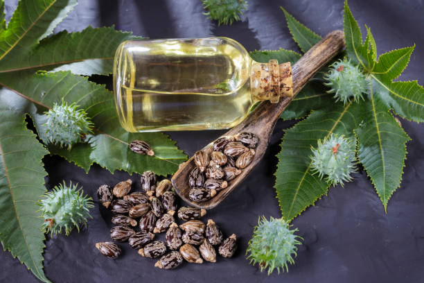 istock beans and castor oil on the black table 1060922560