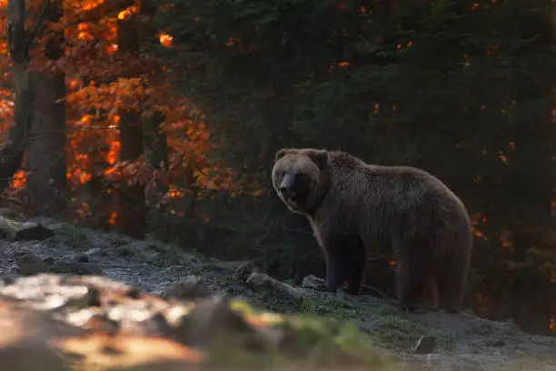 Big Brown Bear Stands In The Background Of The Autumn Beech.Forest And Looks Into Your Eyes. Ursus Arctos ( Brown Bear ) On The Mountainside. Unique Wildlife Of Ukraine.Bear Eyes. Wild Beast In Nature