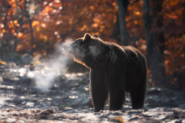 o inverno está chegando: frio outono manhã ensolarada em montanhas e grande urso pardo em pé lateralmente e vapor saindo de suas mandíbulas. urso-pardo (ursus arctos) no fundo da floresta de outono. respiração de besta - vapor da respiração - fotografias e filmes do acervo