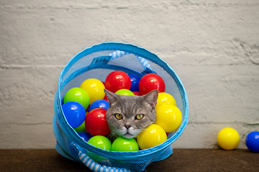 British shorthair cat playing with colorful balls in laundry basket