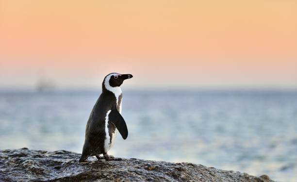 istock The African penguin 1060923226