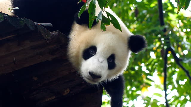 Baby giant panda on the tree