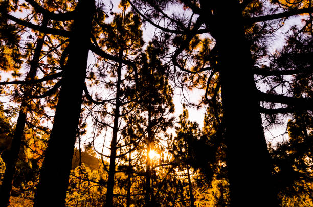 istock Morning Scene in the Forest 1060927230