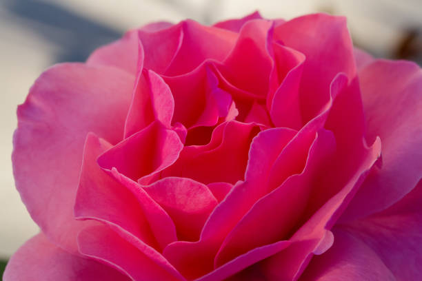 istock Pink rose in the garden. 1060927292