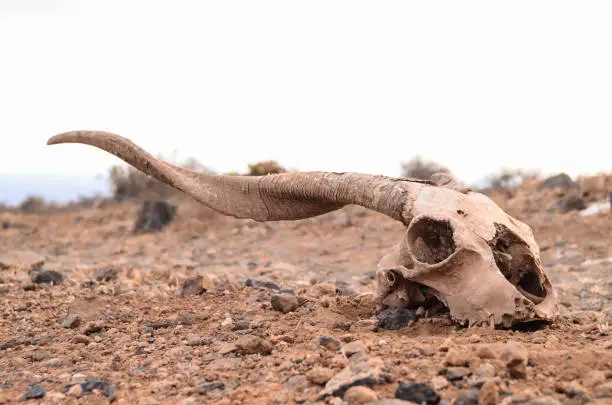 Photo of Dry Goat Skull