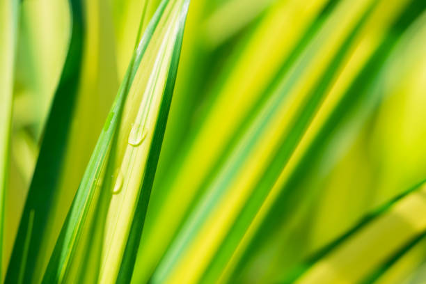 Abstract blurred nature view of green leaf texture with copy space using as background concept