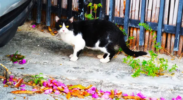 Tuxedo cat found in South beach