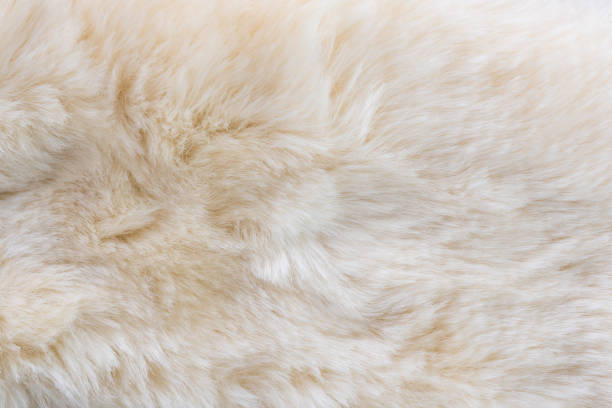 anumal fur textured - anumal imagens e fotografias de stock