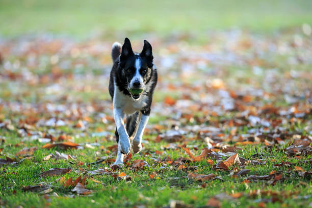 istock A Border collie playing fetch in the park 1060933836