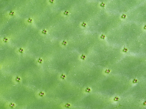 close up of green prickly pear cactus texture
