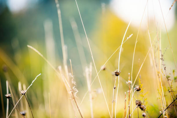 istock Close-up of autumn meadow 1060936038