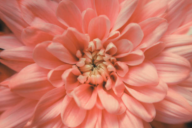 istock Bright pink chrysanthemum flower close-up. Abstract background for greeting car 1060936376