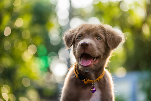Portrait of happy cute Brown labrador retriever puppy dog smile against natural sunset foliage bokeh background and copy space for text. Animal in spring park.