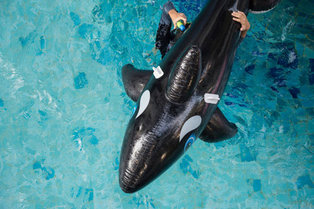 istock Top view of inflatable dolphin on pool 1060936988
