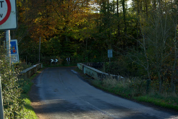 istock Country road in Autumn 1060938982