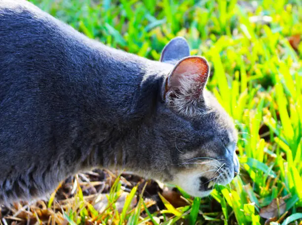 close upon a beautiful gray cat eating grass