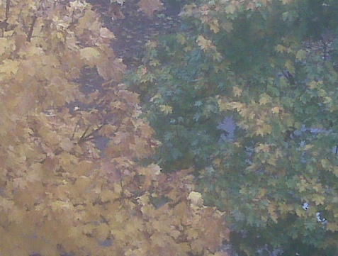 Several trees with leaves in various stages of changing colors in autumn