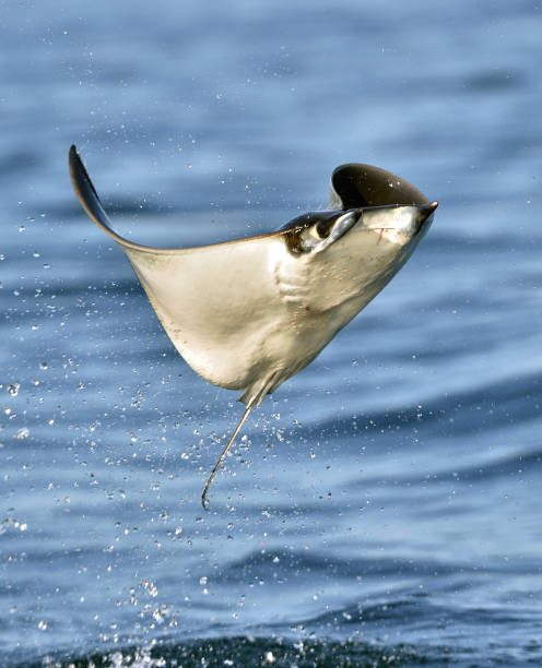 istock Mobula ray jumping out of the water. 1060945116