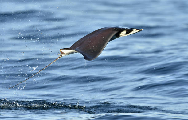istock Mobula ray jumping out of the water. 1060945208