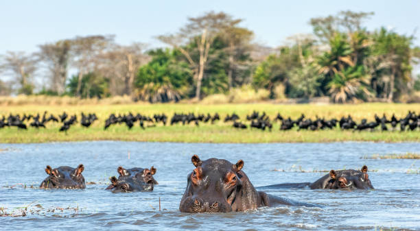 The common hippopotamus in the water. The common hippopotamus in the water. Sunny day. Africa botswana stock pictures, royalty-free photos & images