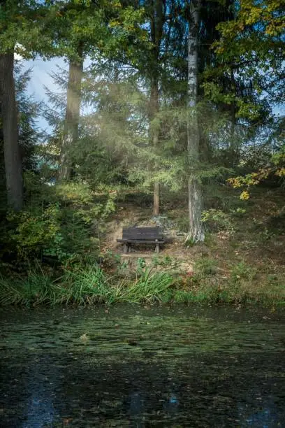 Wooden bench in the woods by a lake with sunshine