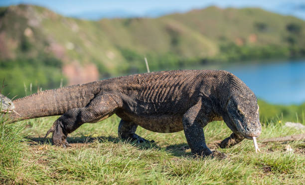 istock Komodo dragon with the forked tongue sniff air. 1060946180