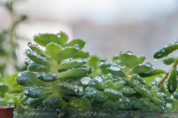 the water the succulents with sprinkler, drops