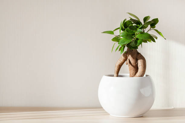 houseplant ficus microcarpa ginseng in white flowerpot houseplant ficus microcarpa ginseng in white flowerpot ficus microcarpa bonsai stock pictures, royalty-free photos & images