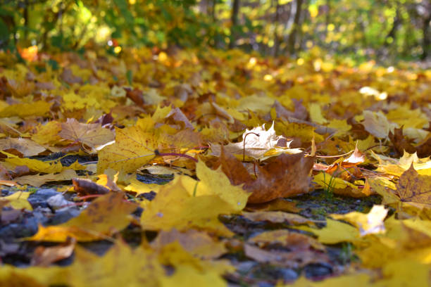 istock Colorful Autumn Falling Leaves 1060959660