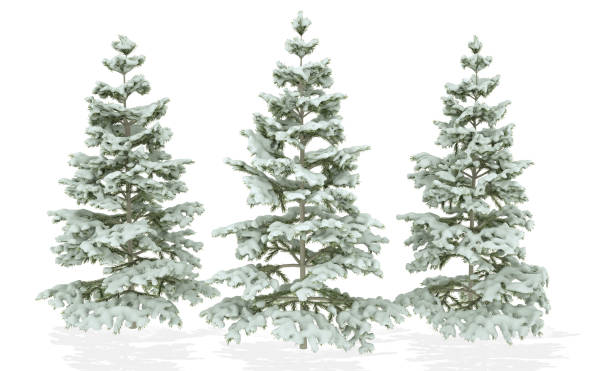 istock Christmas Trees covered with snow isolated on a white background. 3D Illustration 1060959954