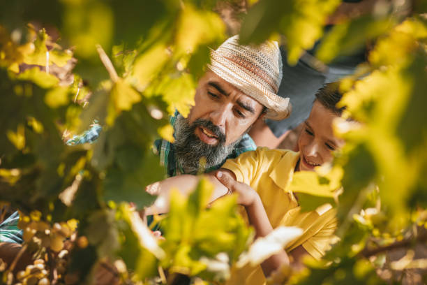 istock Choice Of Grapes 1060961322