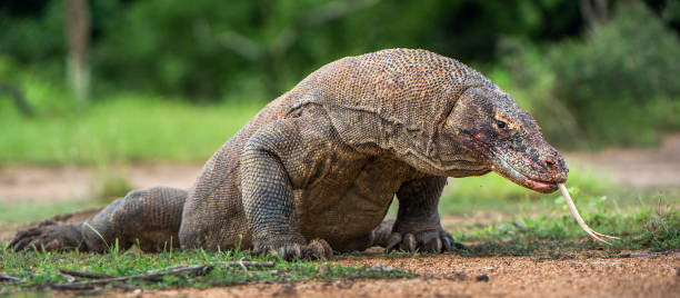 istock Komodo dragon with the  forked tongue sniff air. 1060961430