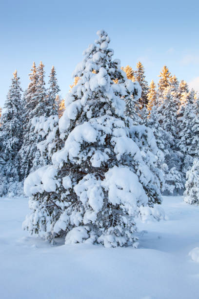 istock beautiful winter landscape snow tree 1060962484