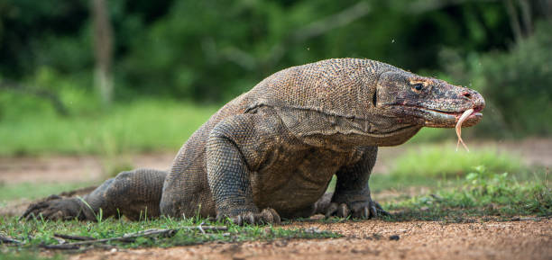 istock Komodo dragon with the  forked tongue sniff air. 1060963642