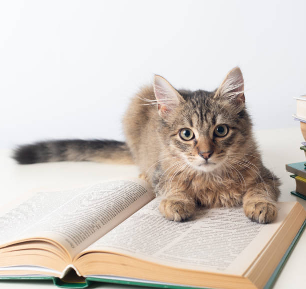 istock Cute little kitten with books on white background 1060964950