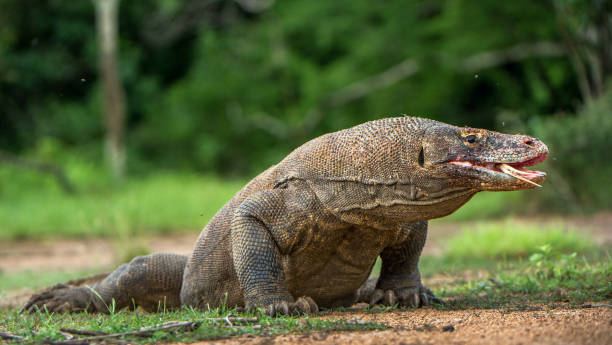 istock Komodo dragon with the  forked tongue sniff air. 1060964980