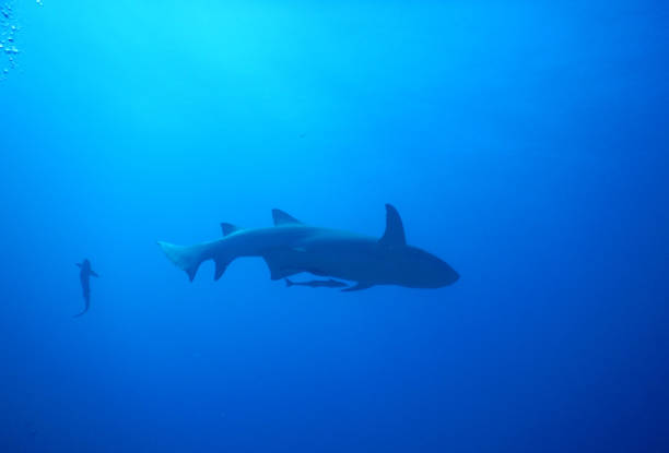 istock Shark from below in Fiji 1060965050