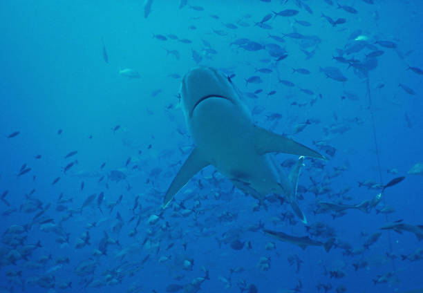 istock Bull shark from below in Fiji 1060965070