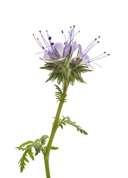 レース phacelia - tansy ストックフォトと画像