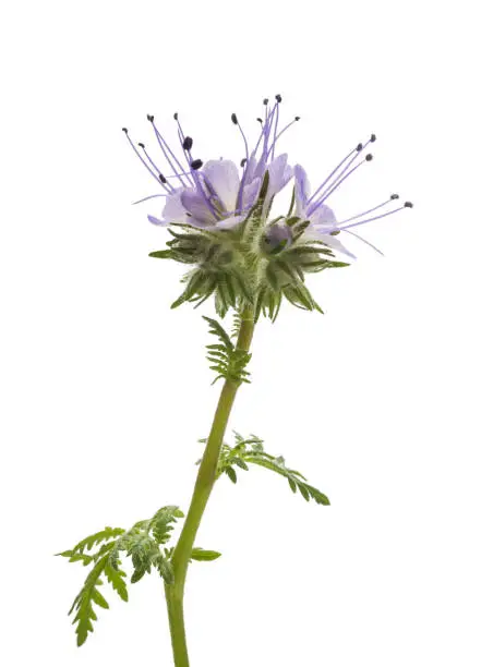 lacy phacelia, blue tansy or purple tansy isolated on white background
