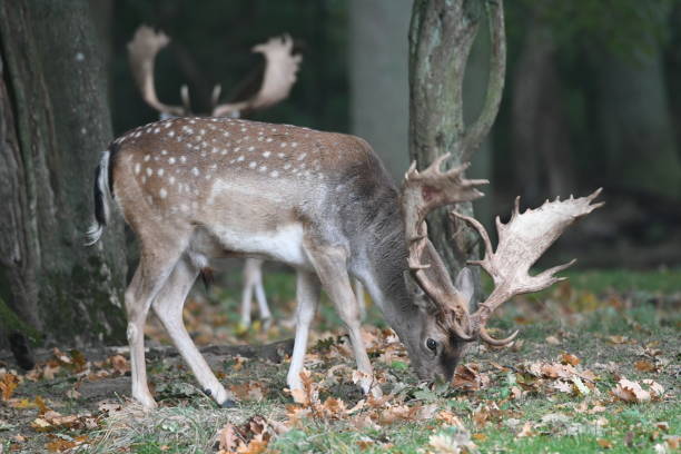 istock Grassing deers in the woods 1060970000