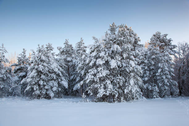 istock beautiful winter landscape snow tree 1060970054
