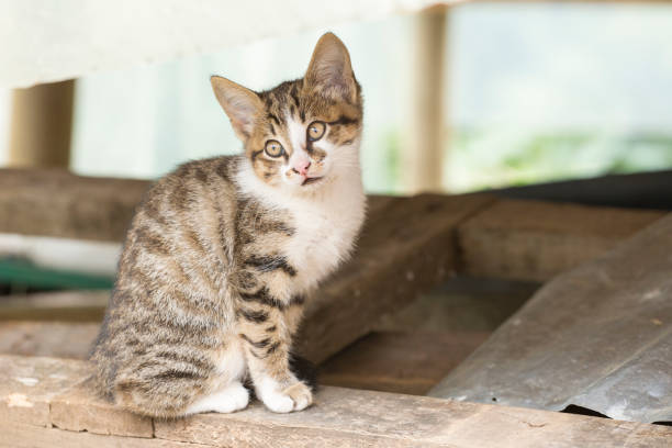 istock small stray cat in wooden shelter. 1060973072