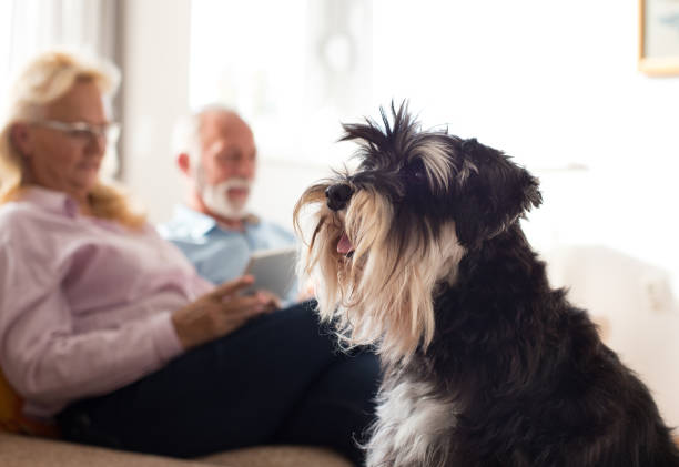 istock Senior couple with dog on sofa 1060984014
