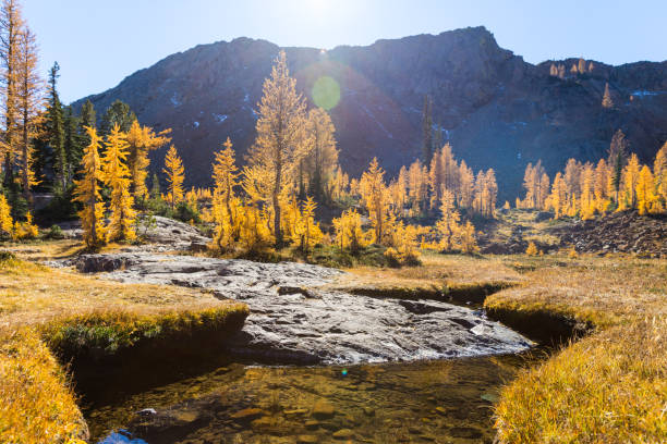 bacino del faro superiore, alpine lakes wilderness, pacifico nord-occidentale, stato di washington, stati uniti - larch tree foto e immagini stock