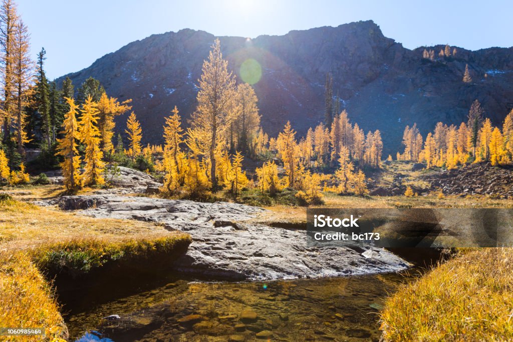 Upper Headlight Basin, Alpine Lakes Wilderness, Pacific Northwest, Washington State, USA Basin filled with green, grassy meadows strewn with streams. Larch Tree Stock Photo