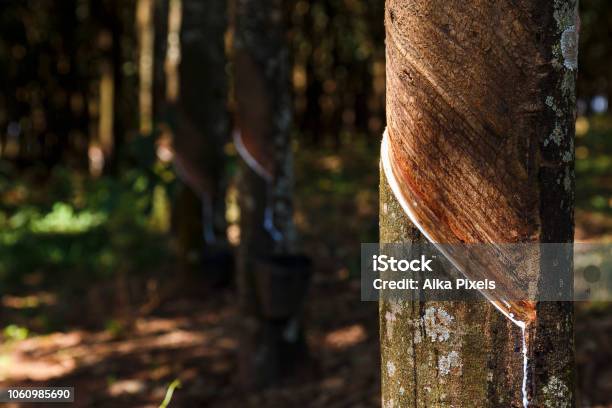 Tree Milkissue Rubber Tree Milk Stock Photo - Download Image Now - Agriculture ...