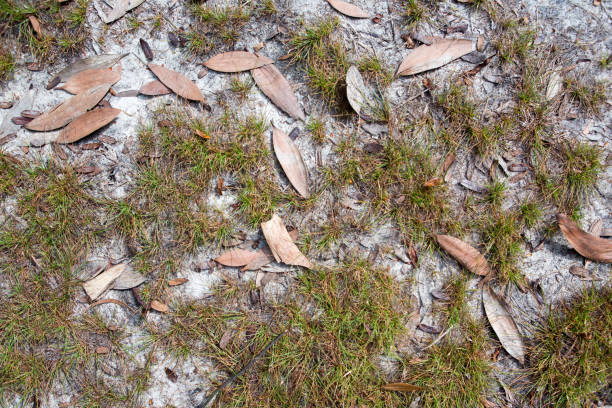 istock Dead leaves shot ideal for backgrounds and textures 1060985914